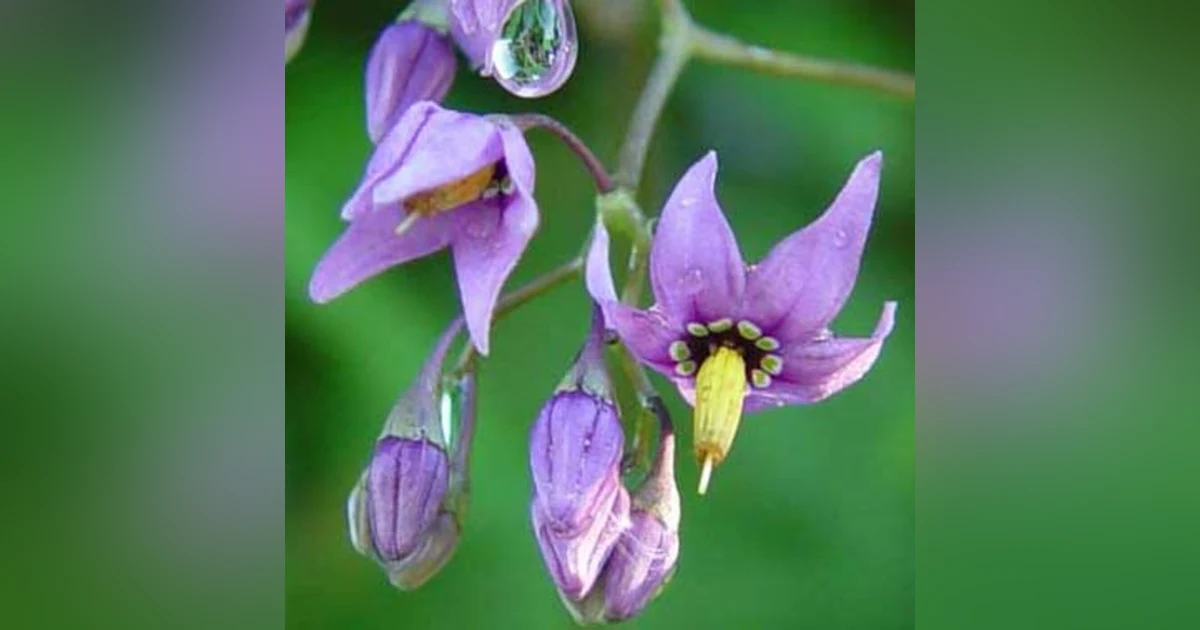 Blue Belladonna