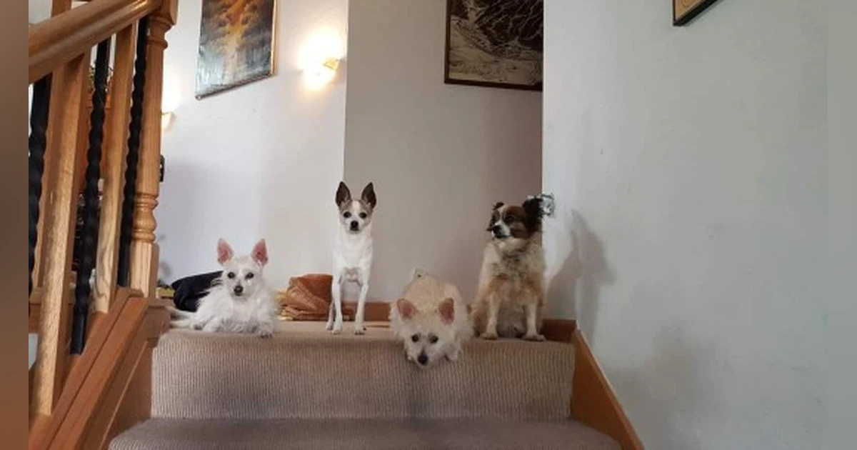 DOGS... Lessons on Loving & Dying - EP45