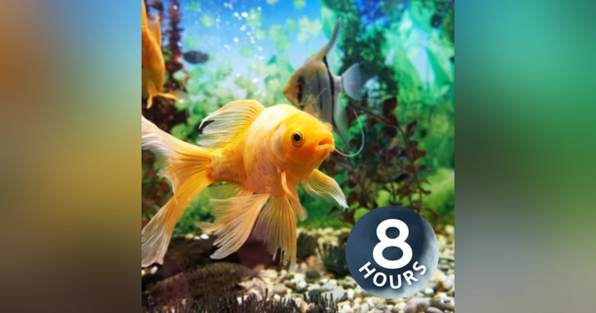 Fish Tank Soothing Water Sounds 8 Hours