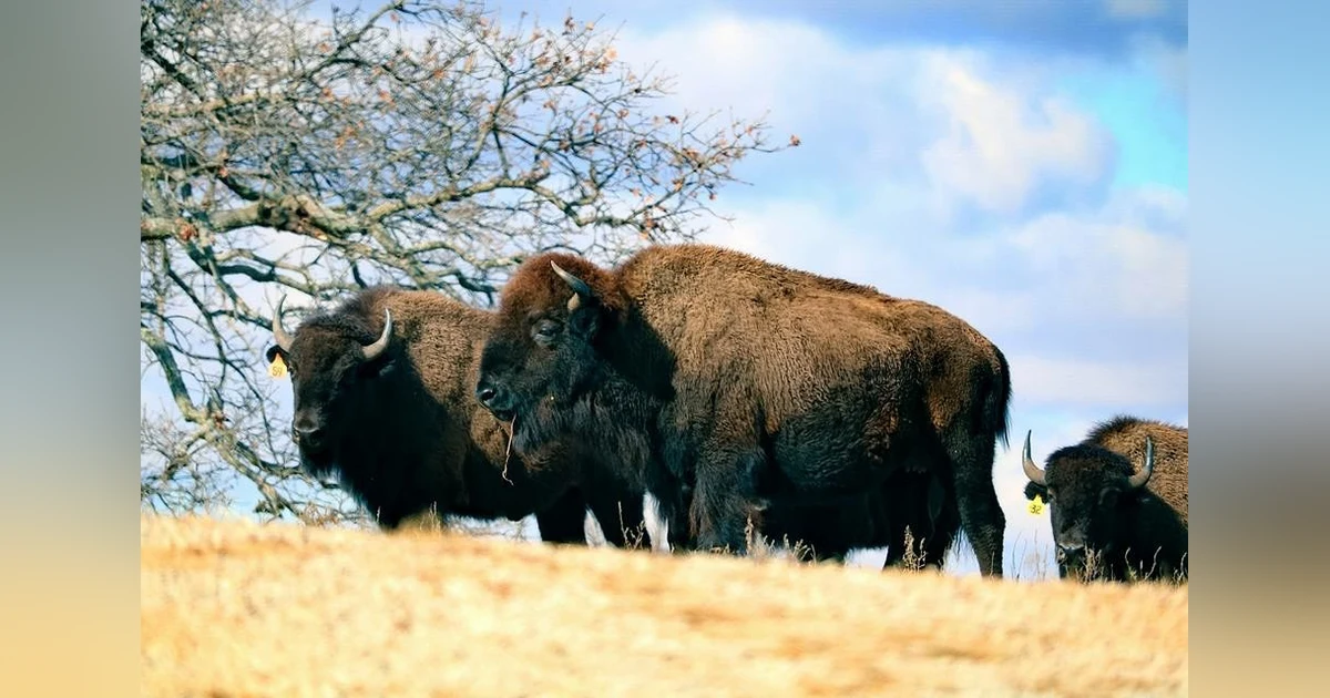 Woolaroc Museum and Wildlife Preserve