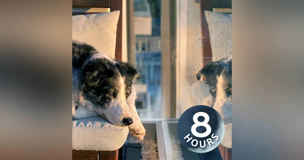 Rain Sounds to Soothe Your Dog | 8 Hour Rain White Noise