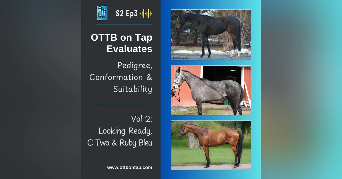 S2 E3: OTTB on Tap Evaluates Vol 2! Pedigree, Conformation, Suitability: Looking Ready, C Two & Ruby Bleu
