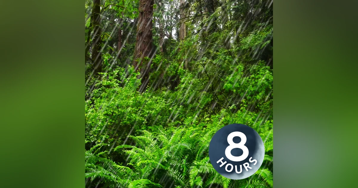 Sleep With Rain Sounds in Forest | Relaxing Raindrops in Woods Ambience 8 Hours