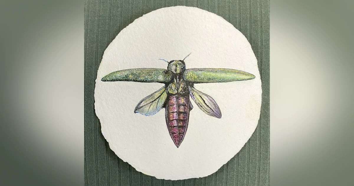 Emerald Ash Borer
