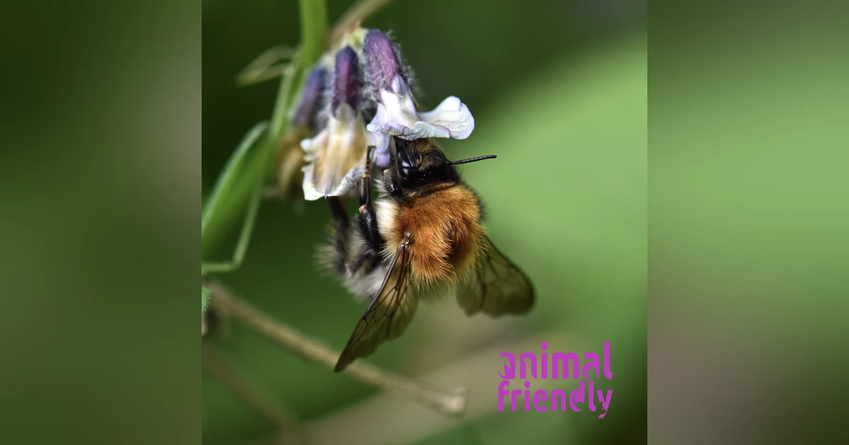 16. The First Wild Bee Sanctuary in the World