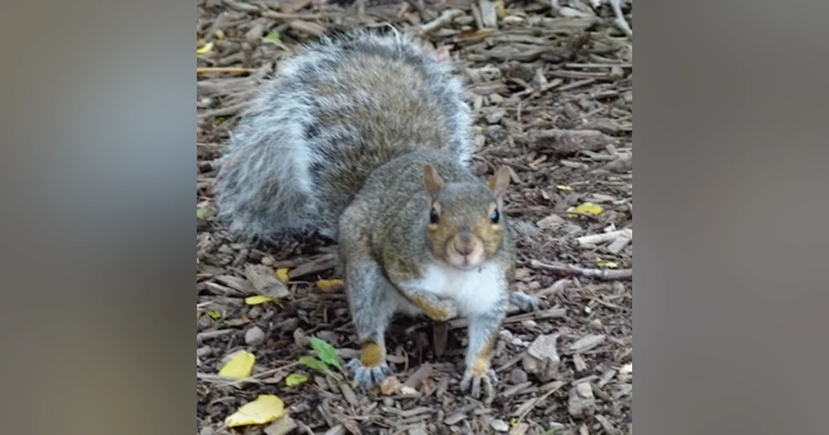 80. Little Critters