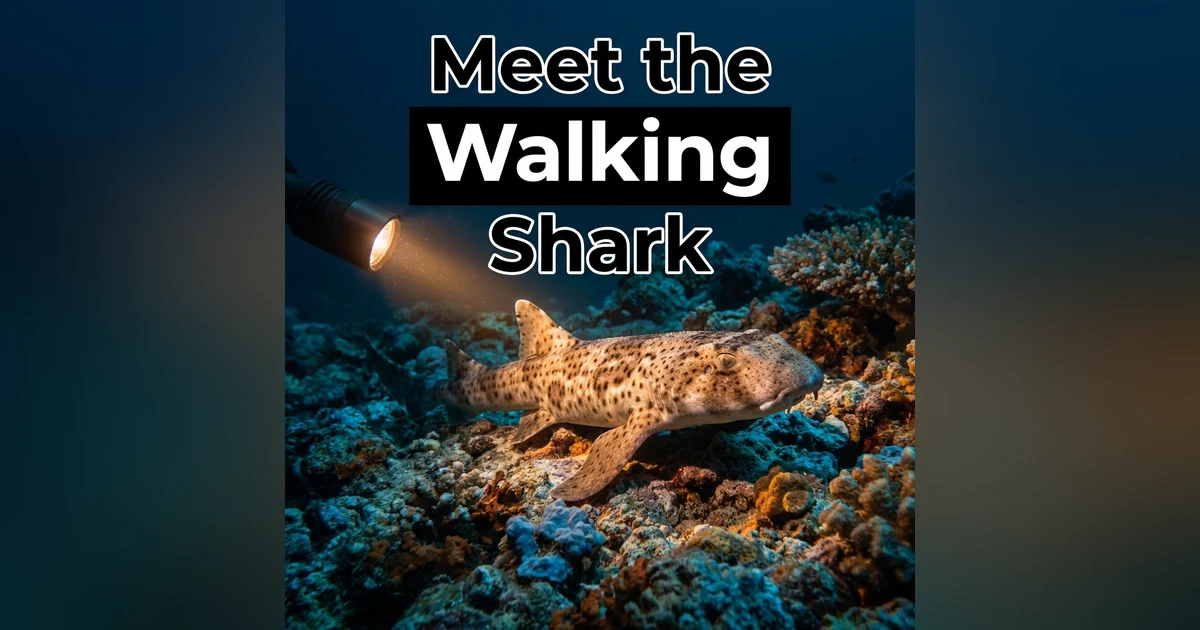 Walking Sharks Explained: A PhD Candidate's Path to a New Species