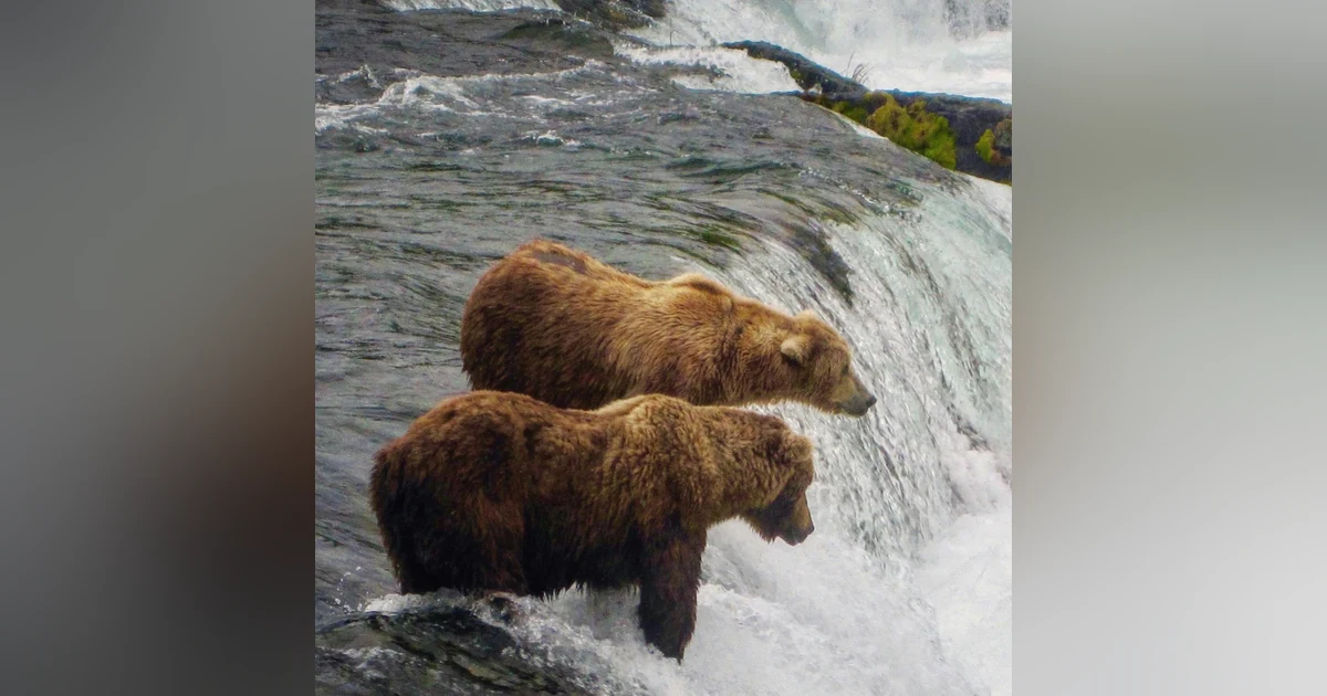 #08: Katmai National Park: Bear Watching