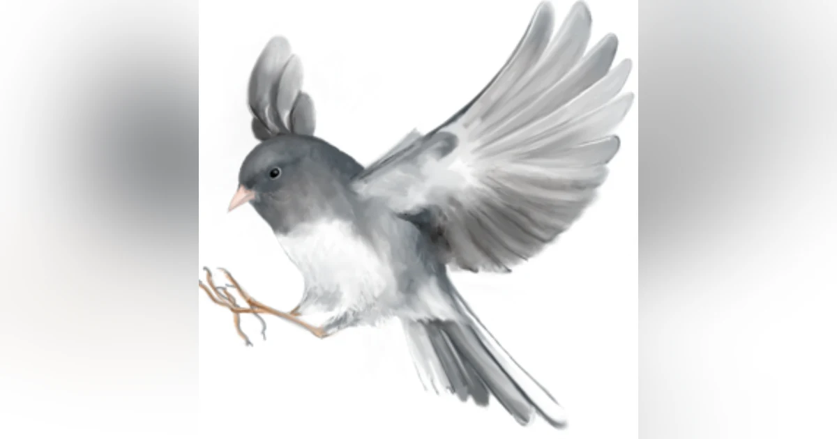 Dark Eyed Junco