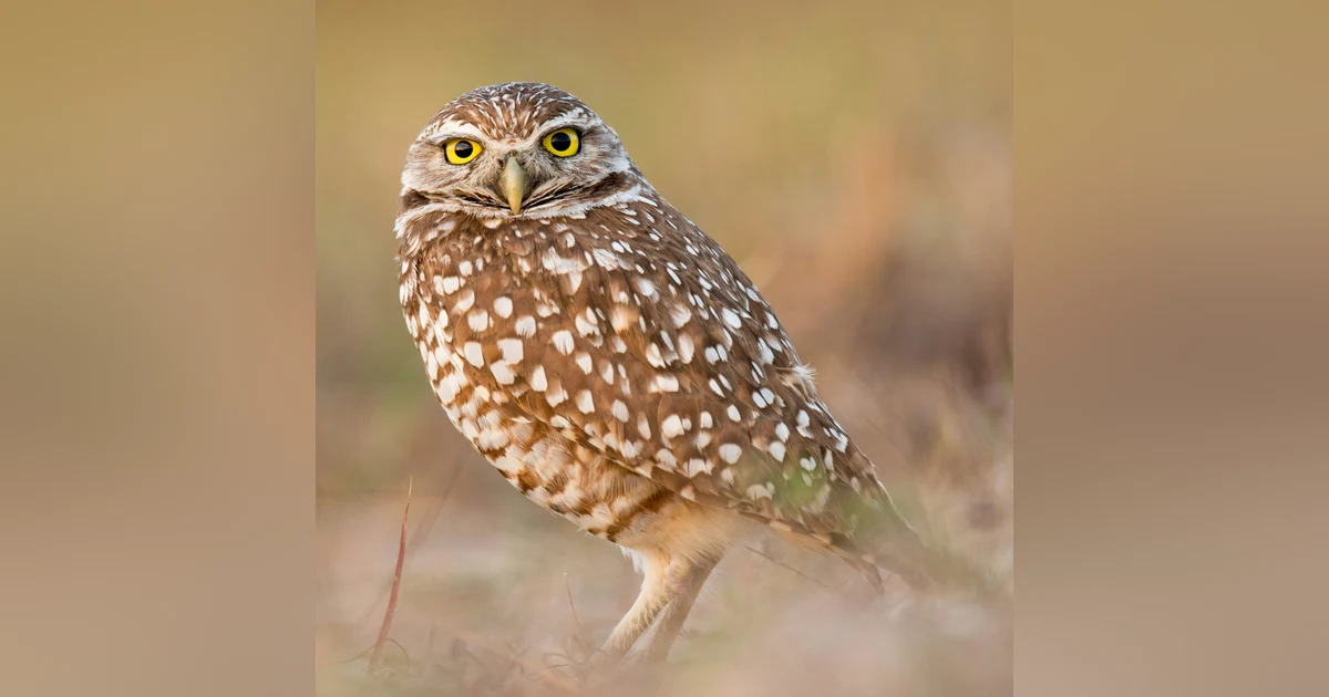 Burrowing Owls with Phil Unitt