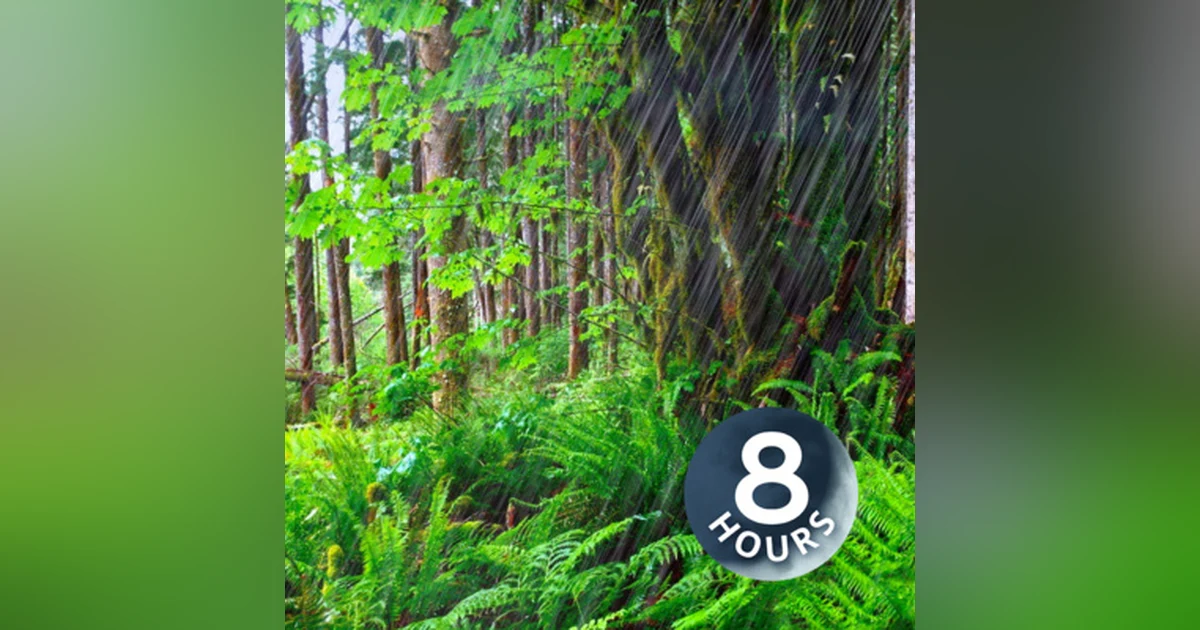 Forest Rain Sounds for Sleeping or Studying 8 Hours | Nature White Noise