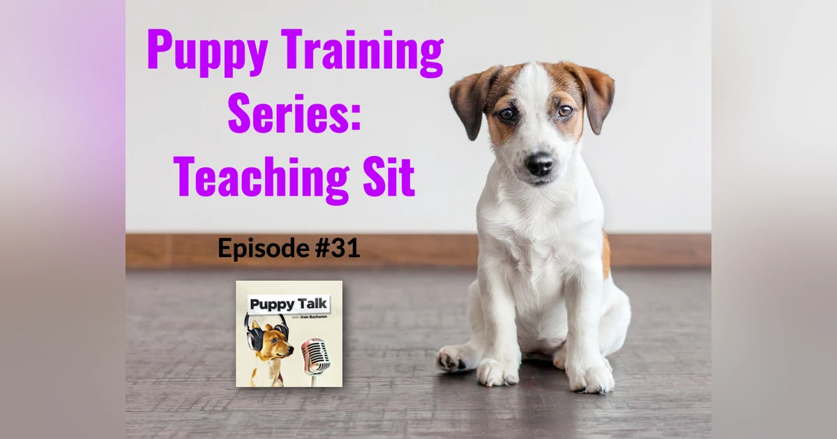 Puppy Training Series: Teaching Sit