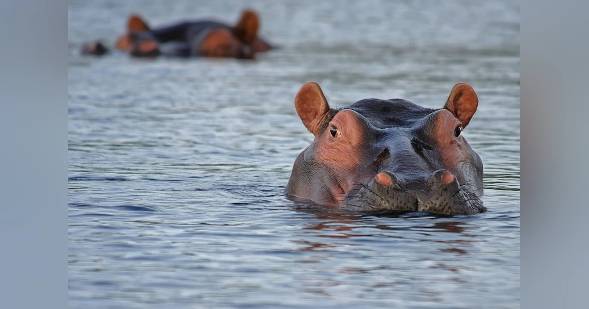 The American Hippo Project