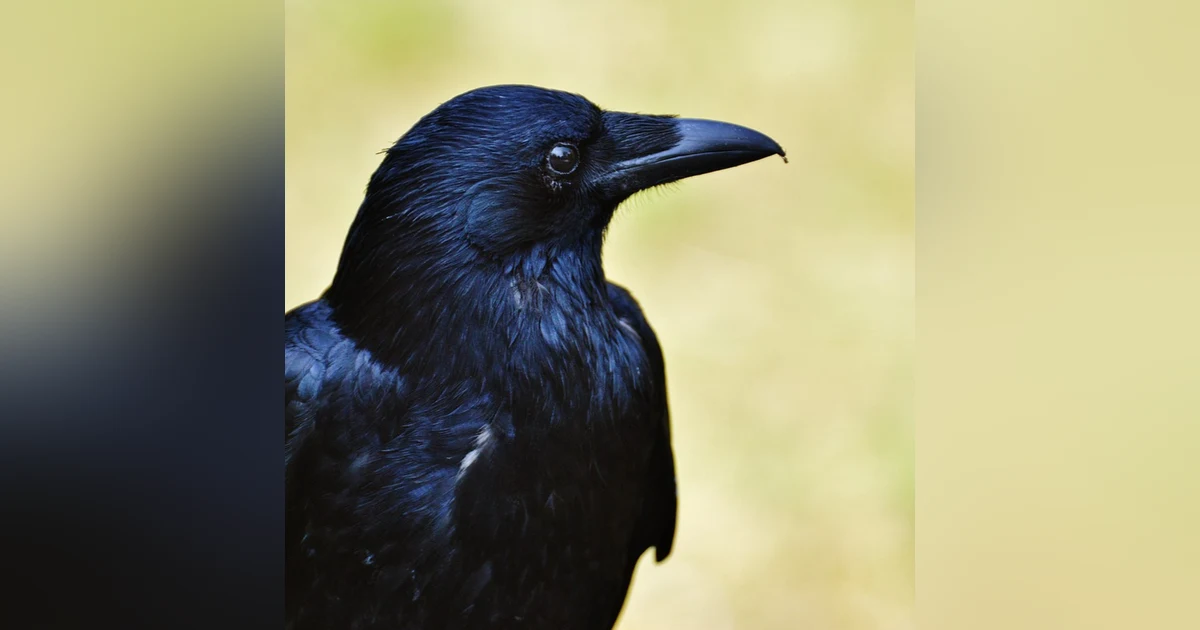 カラスと話を擦る人