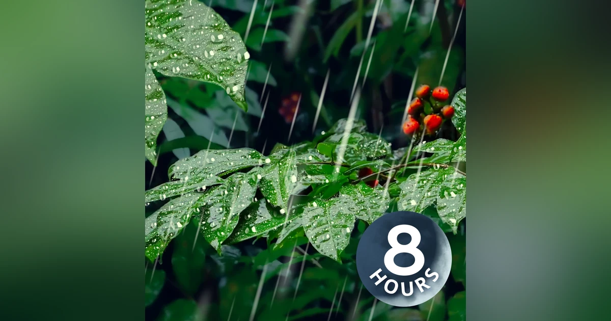 Heavy Rain in Forest | 8 Hour Rain Sounds for Sleeping