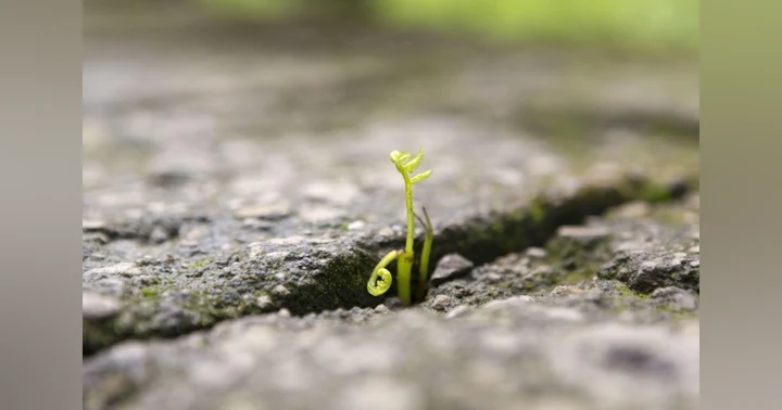 image for Choosing Hope