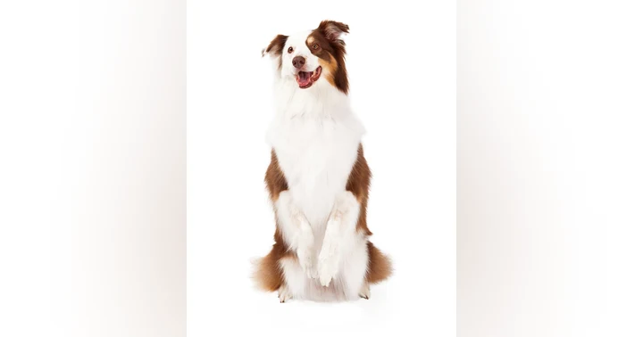 image for Nutrition and Pet Health: The Basics