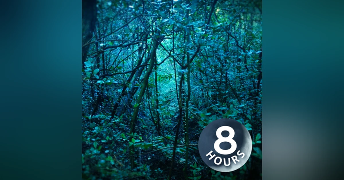 Rain in Forest White Noise | Sleep, Study or Focus to Rainstorm 8 Hours