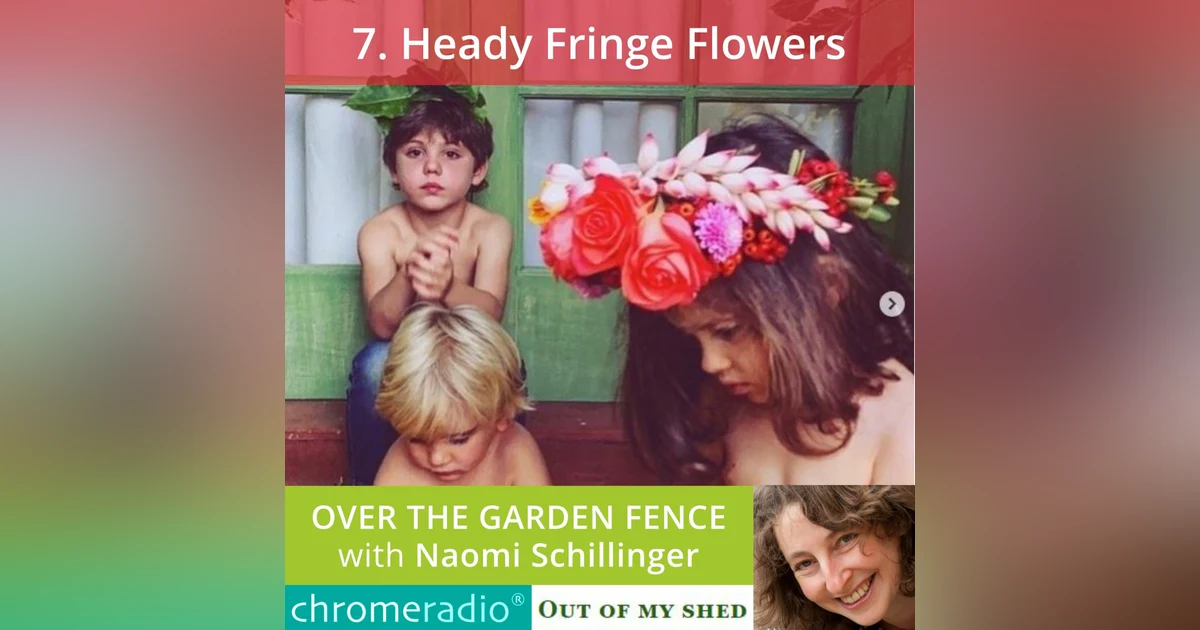 OVER THE GARDEN FENCE 7 | Heady Fringe Flowers