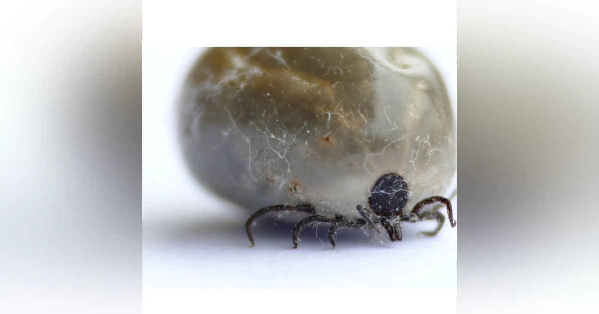 #81: Tick paralysis update 2022: How to manage the antiserum shortage, and what’s new in case management. With the Tick Paralysis Advisory Panel.