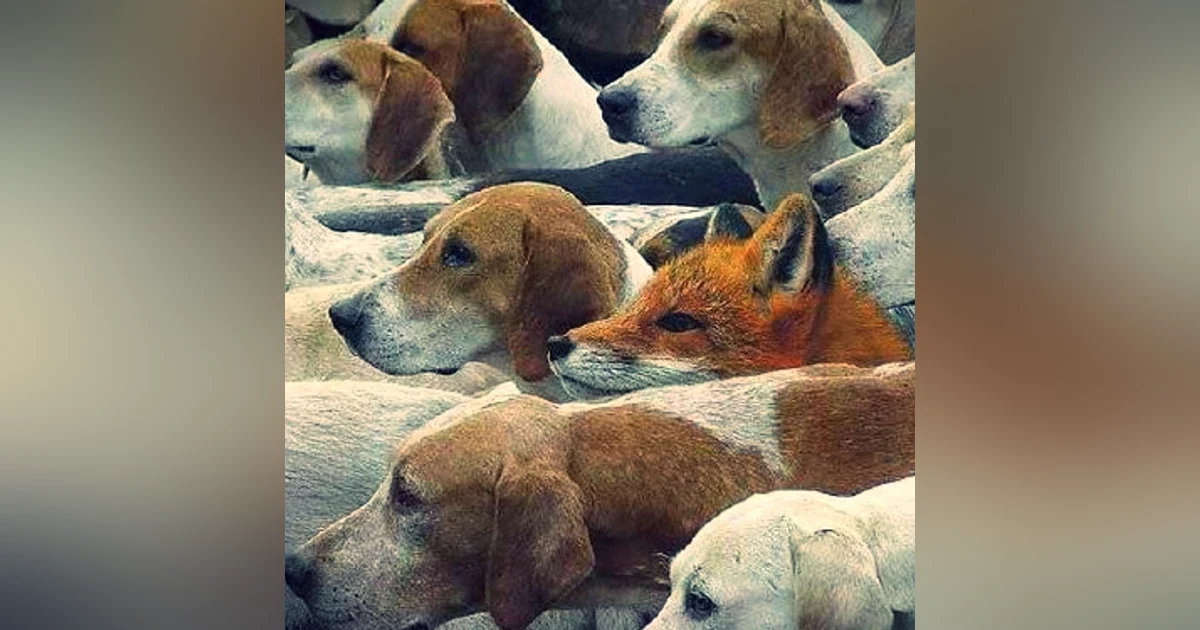 8 Indicators that team DISHARMONY is hiding in plain sight