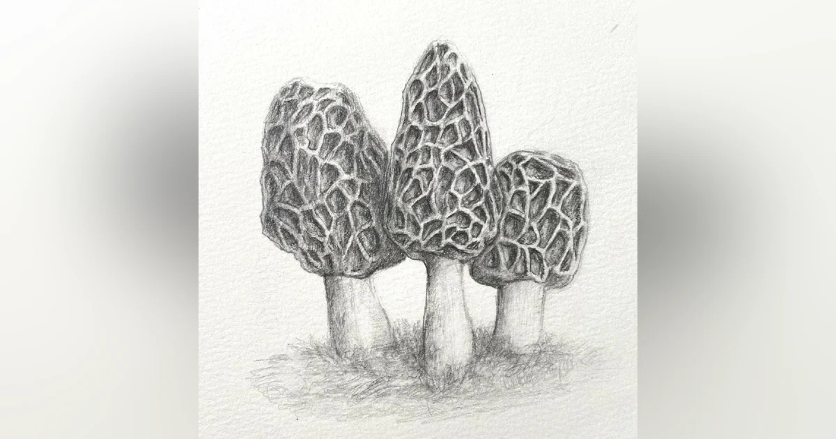 Morels