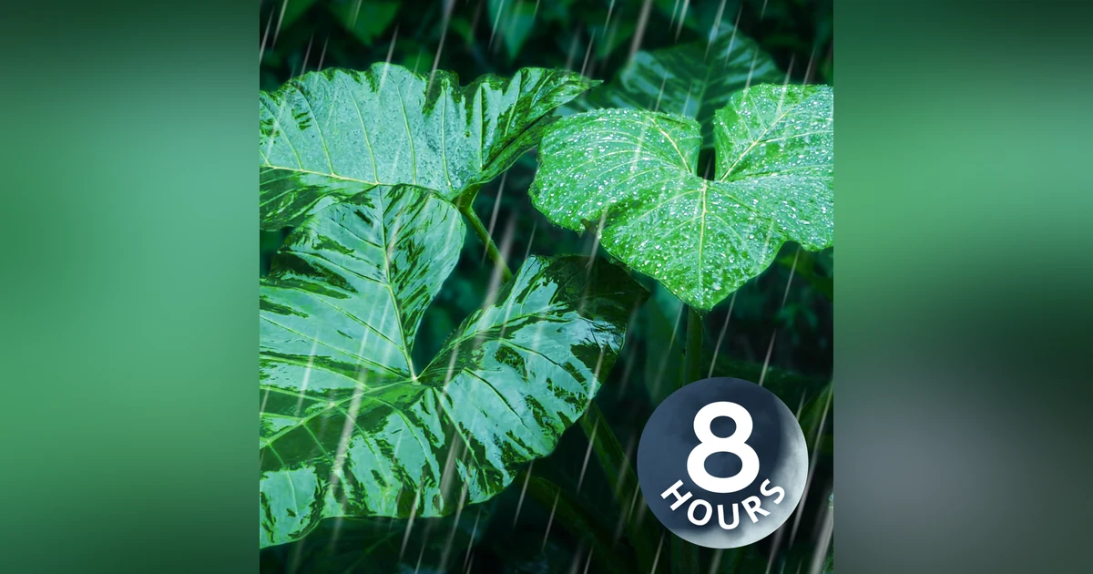 Relax with Rainstorm on Forest Leaves | 8 Hour White Noise Rain Sounds for Sleep