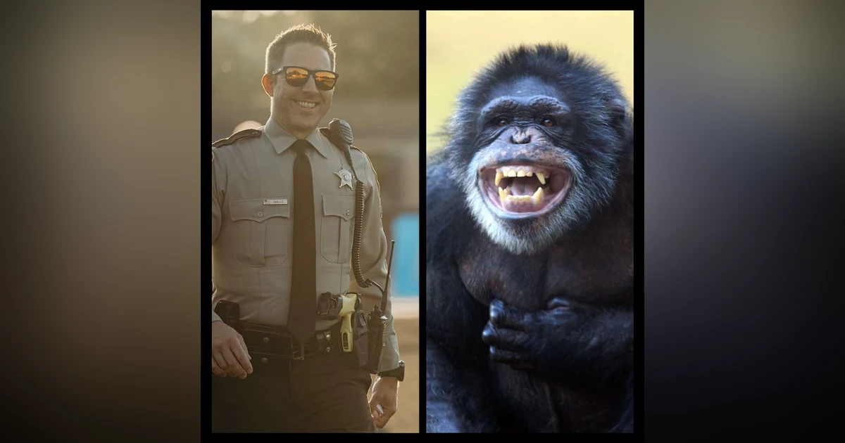 Tickles, tackles and the Rambo Zoologist: An interview with Sergeant Steve Wills