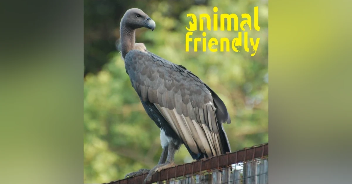 11. Forty Million Vultures