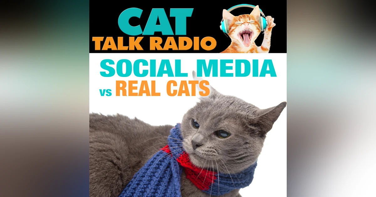 Social Media Cats vs. Real Cats: The Behavior Gap