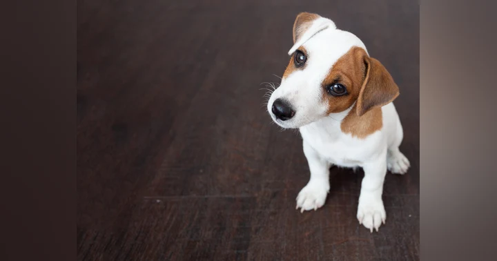 image for 5 Puppy Raising Mistakes That Can Create Bigger Problems Later