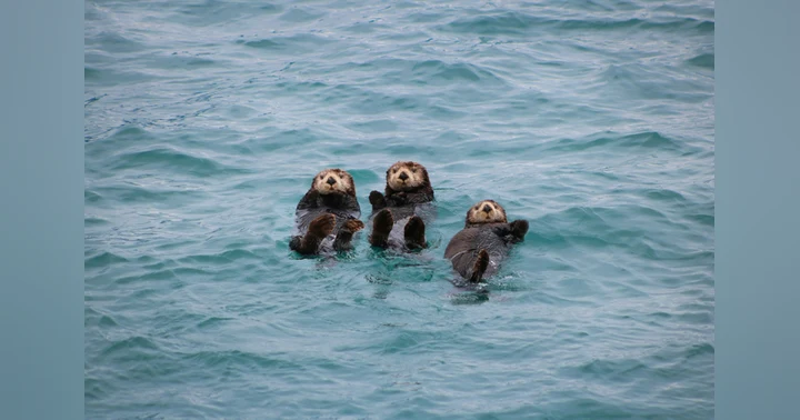 image for How Otters Came Back to Monterey Bay