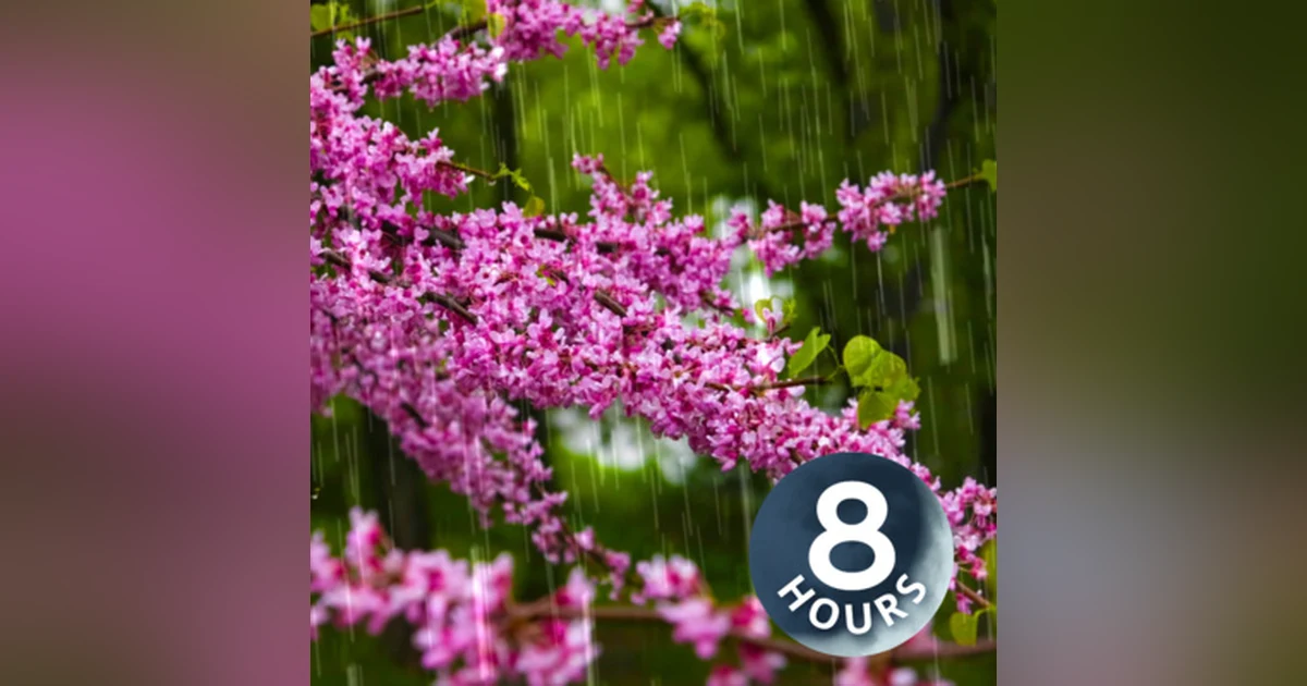 Can't focus? Block out distractions with relaxing rain sounds! 8 Hours