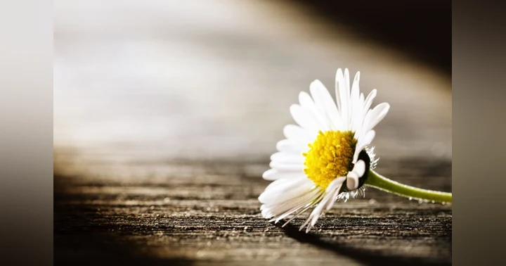 image for Navigating Grief: Understanding and Embracing the Healing Journey