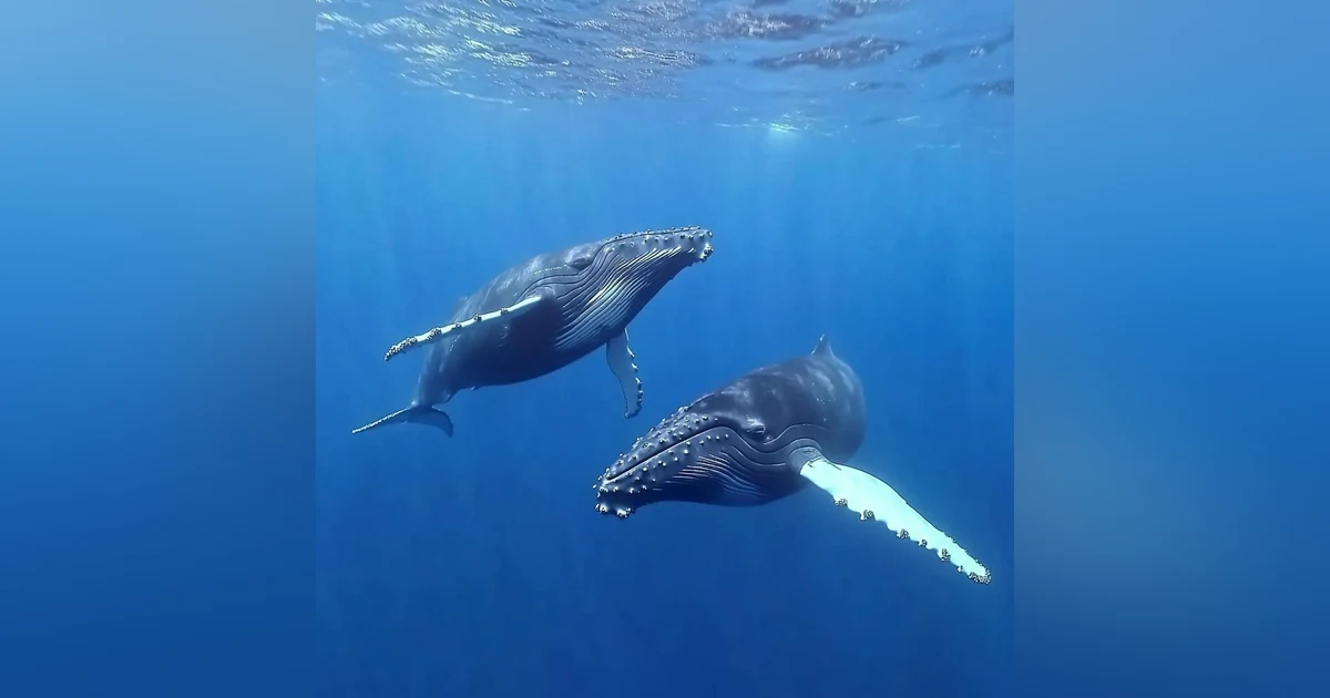 Humpback Whales Underwater Real Sounds. Song Of Whales. Deep Ocean  ASMR Ambience