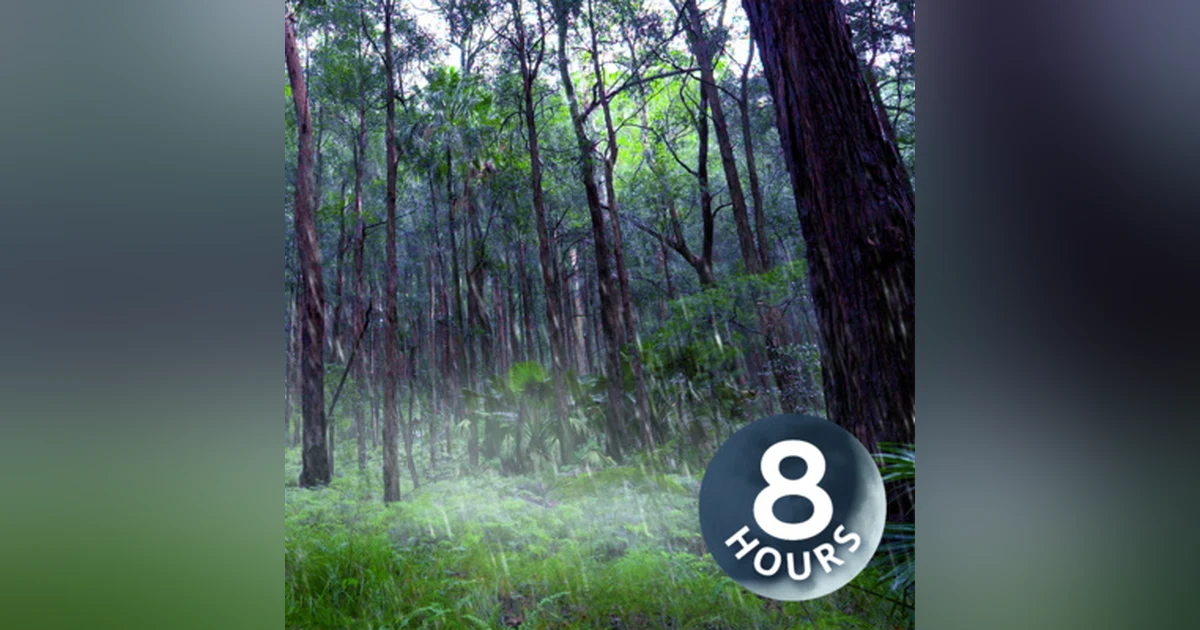 Rain Falling Sounds in Australian Forest 8 Hours I White Noise for Sleep or Focus