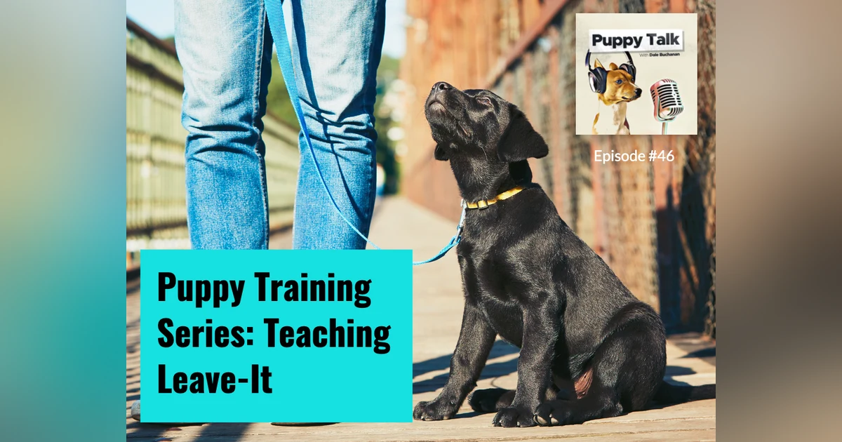 Puppy Training Series: Teaching Leave-It