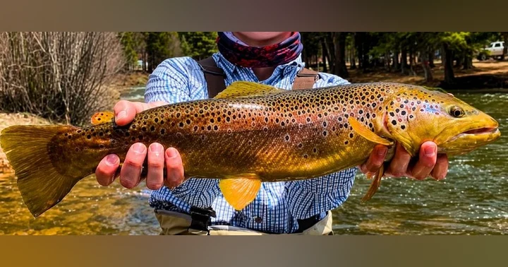 image for Hog Wild:  Fly Fishing Colorado's Taylor River