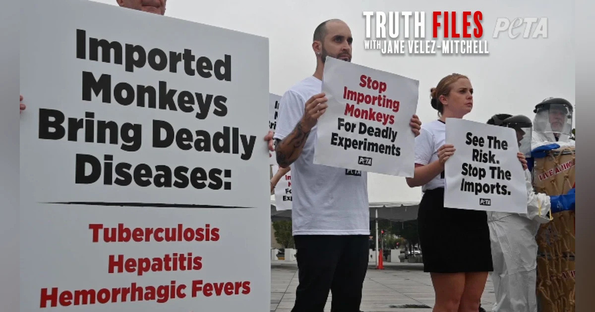 CDC Under Fire: TB Monkey Crisis