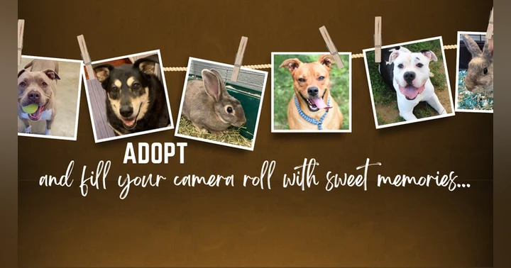 image for Busting Myths About the Humane Society: What You Need to Know