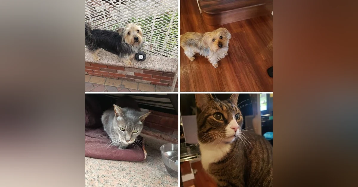 Pet Lovers (I love my boys: Mr. Jitters, Lucky, Hunter, and Streetz)