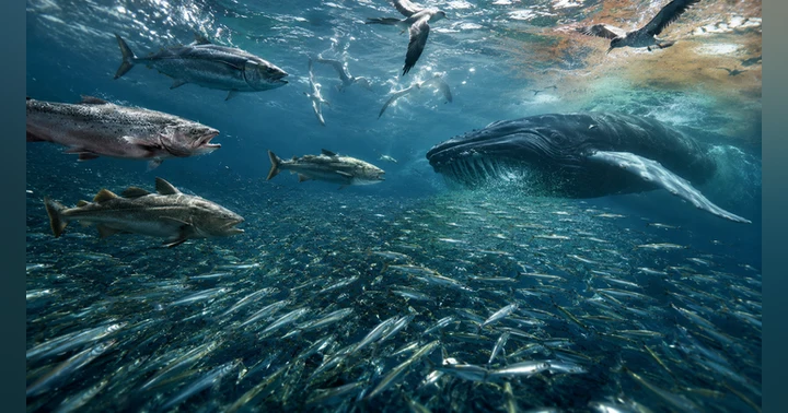 image for Why the Ocean’s Smallest Fish Matter More Than You Think