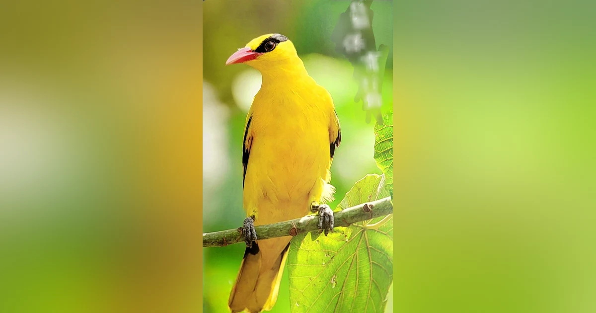 Bonus Episode: SAVE THE BIRDS! ~ The origin story of the Kaohsiung Wild Bird Society