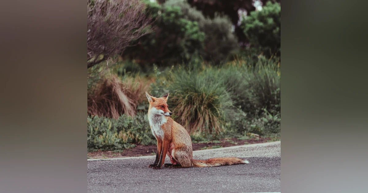 #94- The Hurried Fox