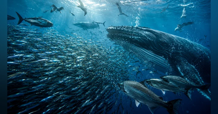 image for The Tiny Fish Holding the Ocean Together