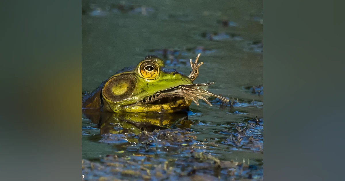 Cannibalism: A Perfectly Natural History