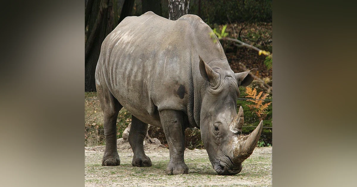 Pod 257 : Rhino Skin