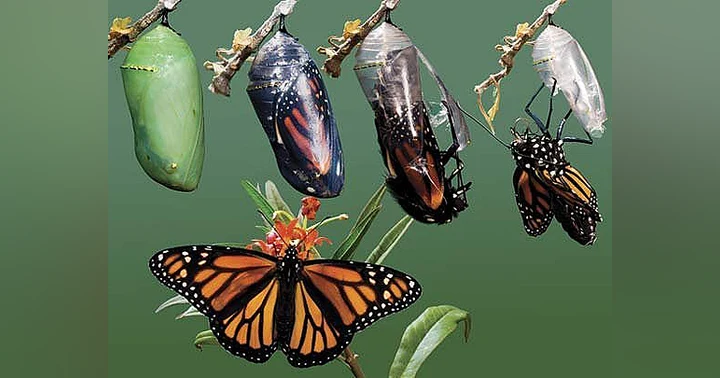 image for Coming Home to the Self You Forgot: Living Whole, Free, and True