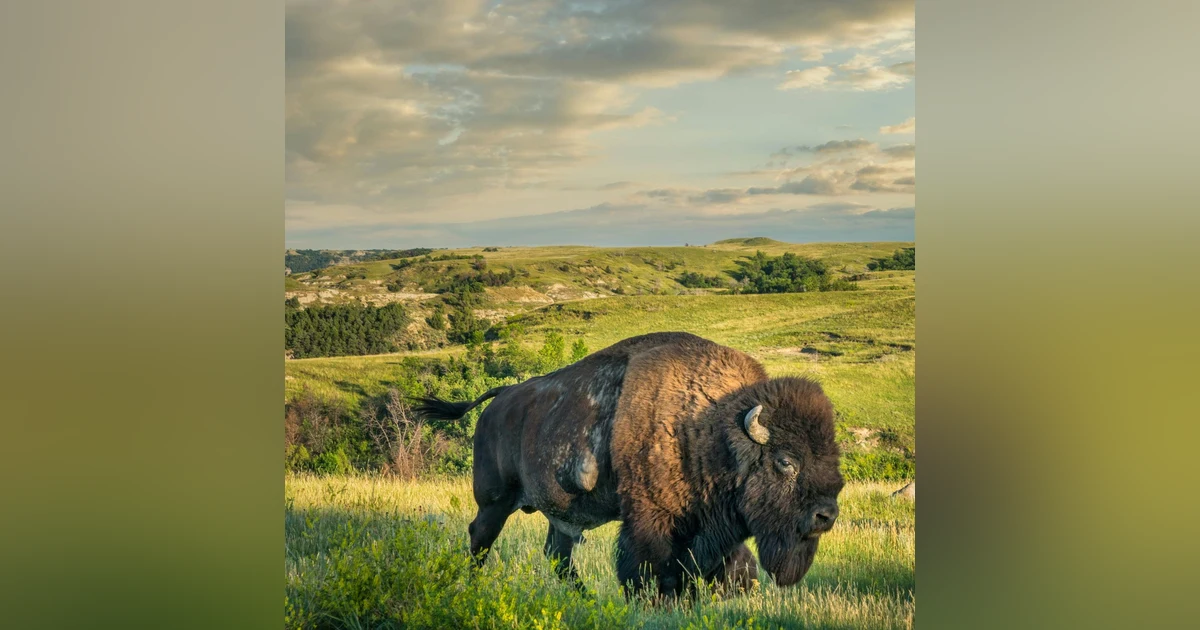 #114: Theodore Roosevelt National Park