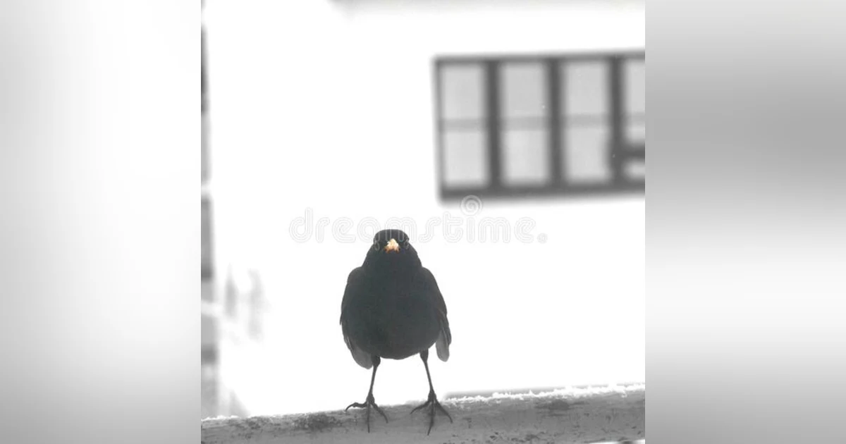 The Birdman of Clapham North